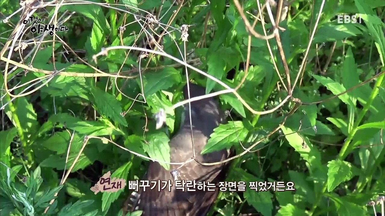이것이 야생이다 - 제8화- 피라미도 가지고 있는 삶의 노하우_#001