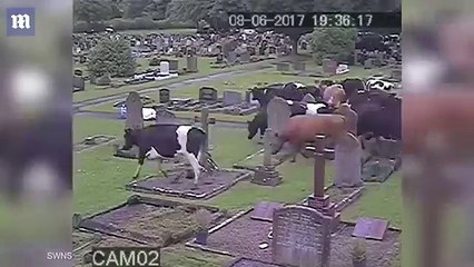 Cows escape