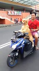 Com essa crise, tem cachorro que virou moto-taxista, kkkk