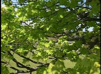 Bill Nye, The Science Guy - S 3 E 18 Birds