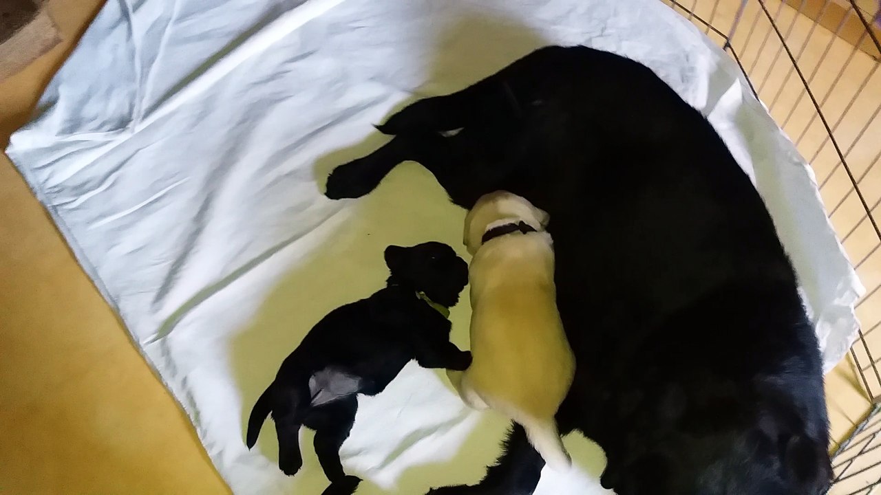 Chiots Labradors des Ganches de la Loire