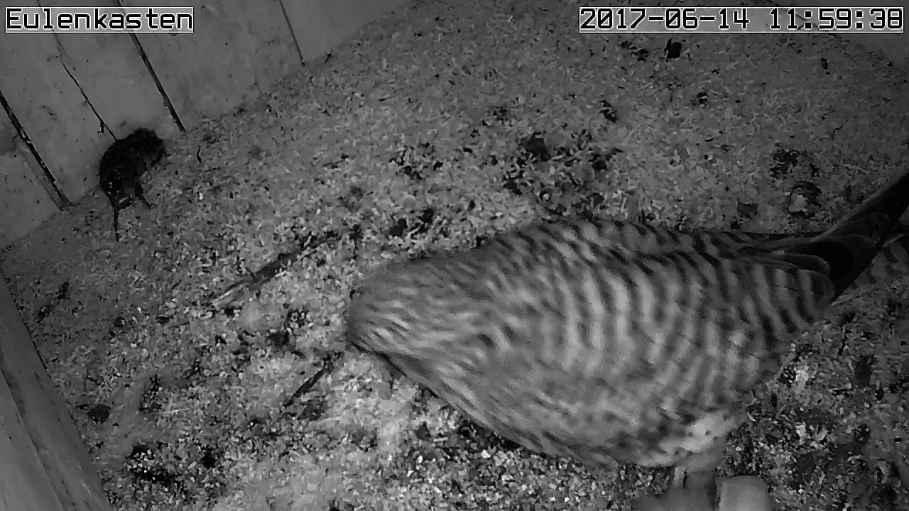 Turmfalken, 14.06.2017