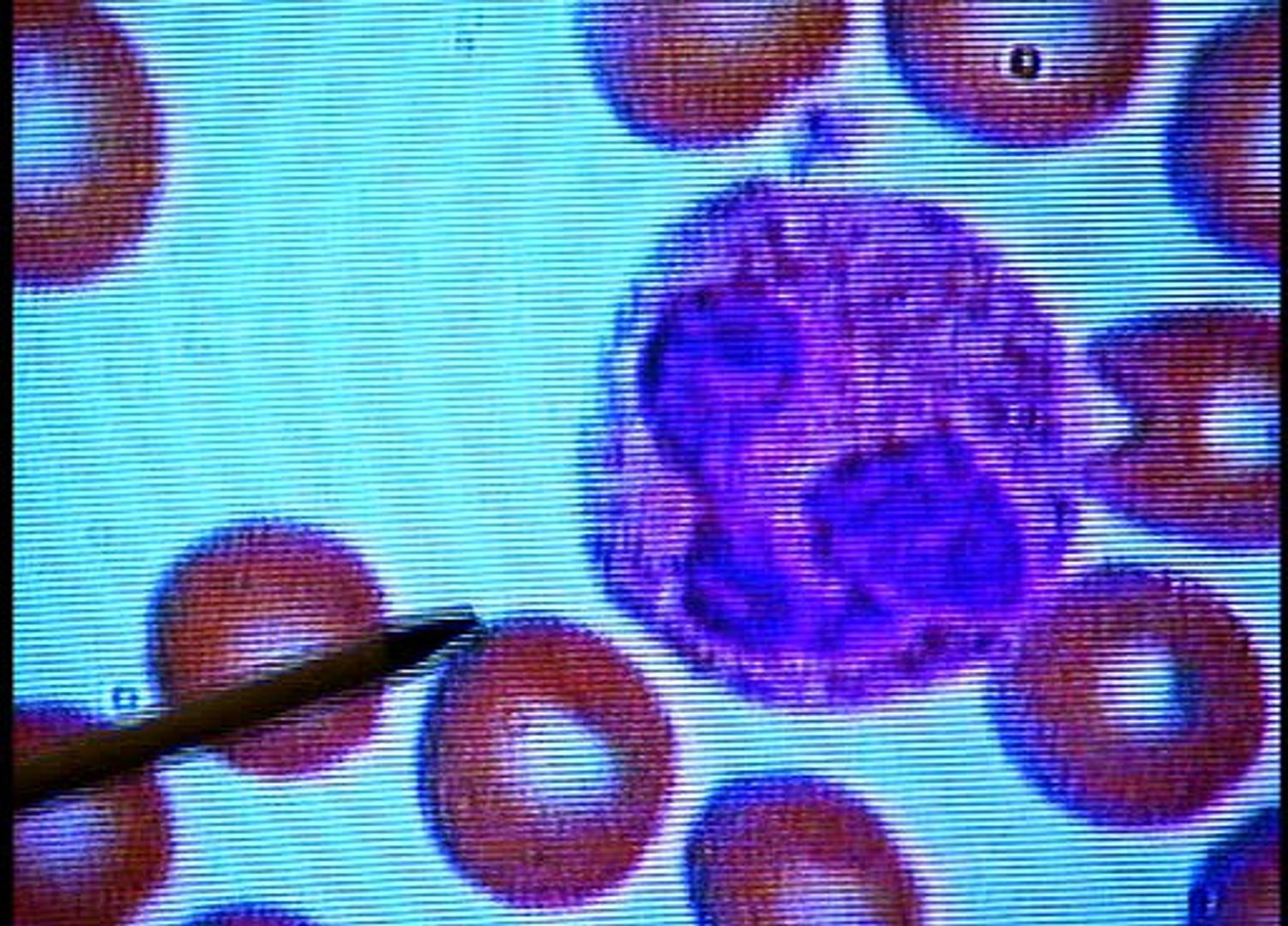 Greatest Discoveries With Bill Nye: Genetics - Discovery Education, image size:1502x1080