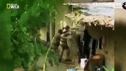 The Most dangerous killers Awful attack of animals on people Unique shots [natgeowild]