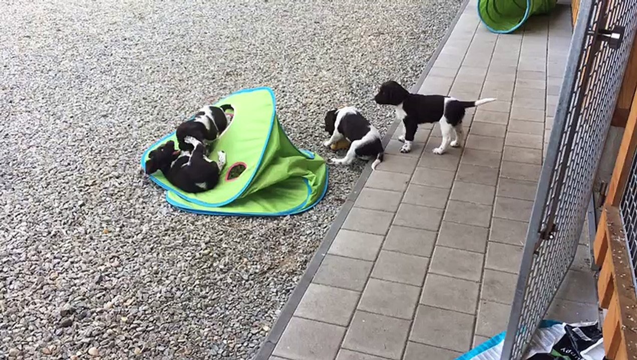 Die Welpen aus F-Wurf von der Wallmühle,17.06.2017