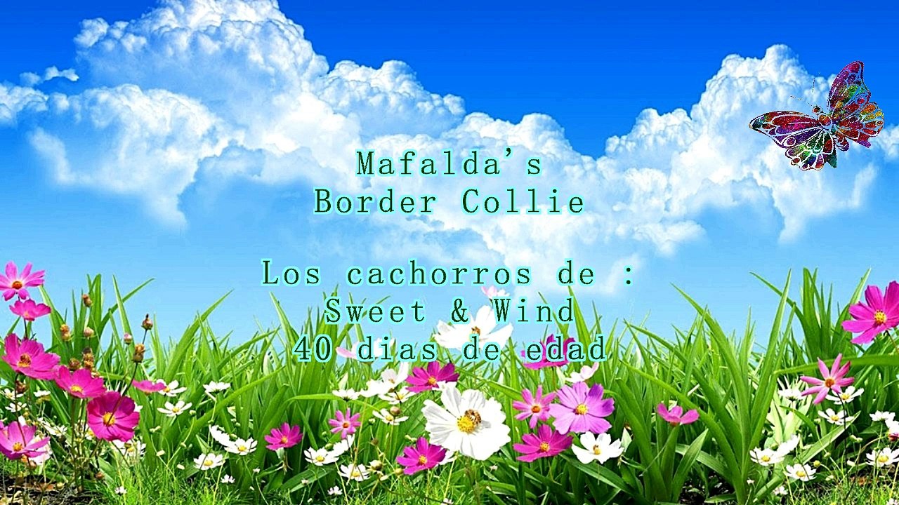 cachorro hijo de Sweet & Wind -   40 dias  de edad !!