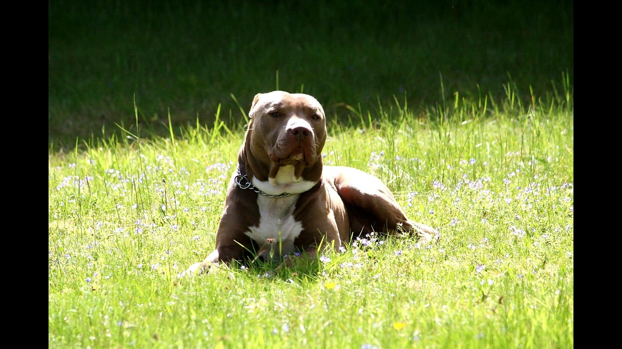 pit bull rope swing