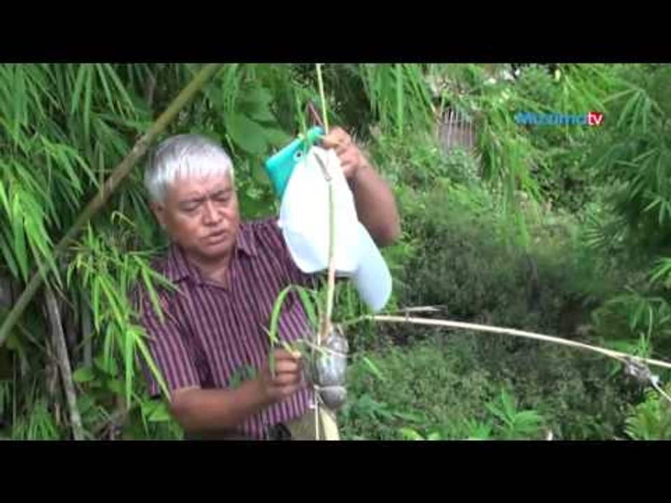 အစိမ္းေရာင္ေရႊ (သို႔မဟုတ္) ၀ါးစိုက္ပ်ိဳးျခင္း (Part_2)