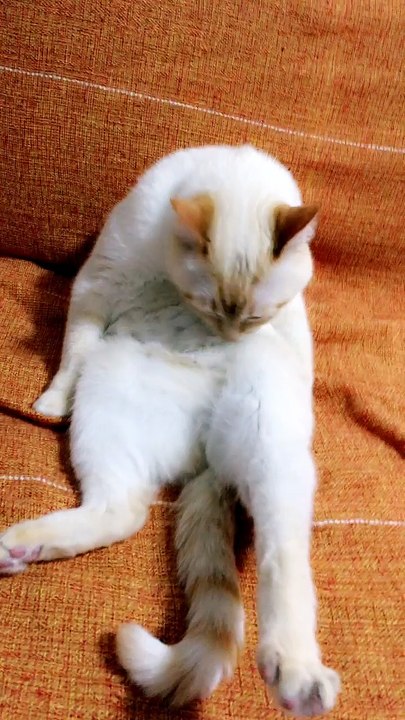 gato se lambendo