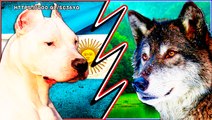 DOGO ARGENTINO VS LOBO - Pelea a muerte Hipotetica - Quien gana