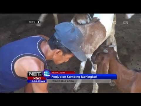 Penjualan Kambing di Kediri Meningkat Jelang Idul Adha -NET12