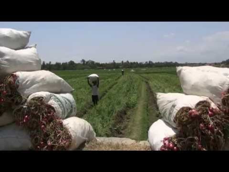 Puluhan Ha Sawah Petani Bawang Merah di Yogyakarta Diserang Hama Ulat -NET12
