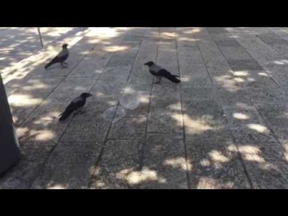 3 עורבים