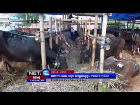 Pemeriksaan hewan kurban dilakukan Tim Dokter Provinsi Jabar - NET12