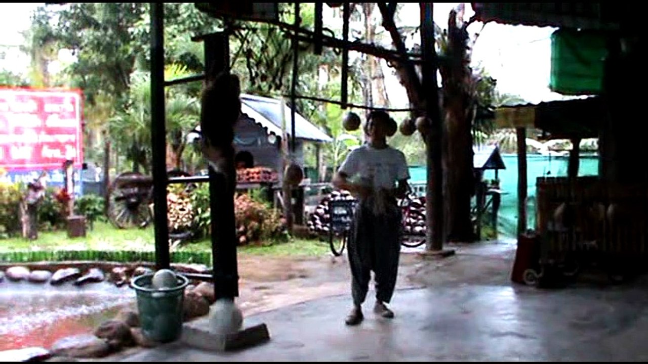 singes de chiang mai 2010
