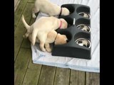 These Hungry Puppies Can't Stick to Their Own Bowls