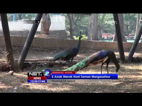 6 Anak Merak Huni Taman Margasatwa Semarang - NET12
