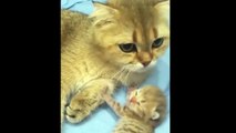 Kittens Talking and Playineir Moms Compilation _ Cat mom hugs baby kitten
