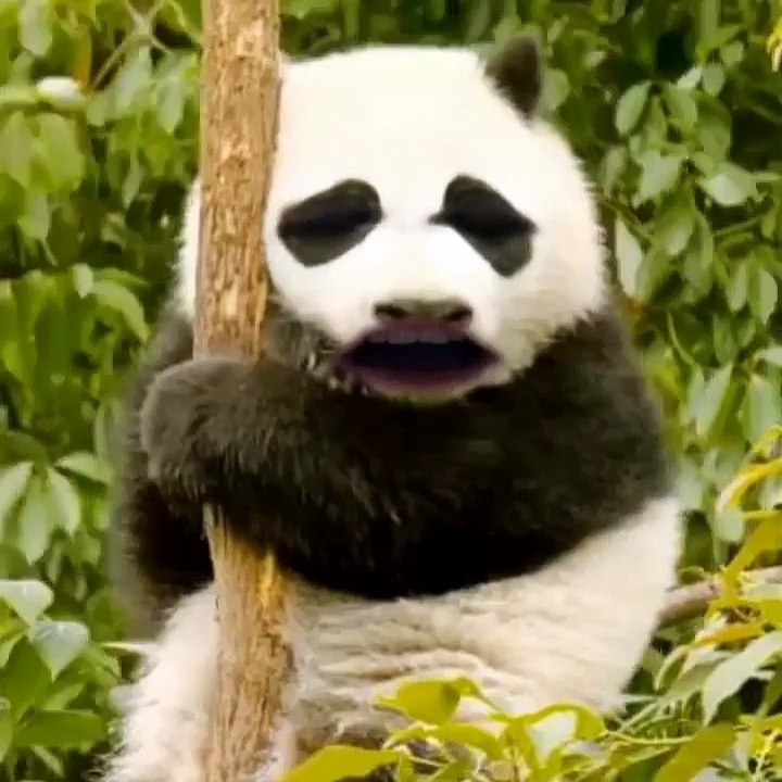 this panda has a problem