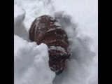 Bulldog and Pug Enjoy Some Fun in the Snow