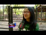 4 Ekor Kambing Gunung Lahir di Kebun Binatang Surabaya - NET12