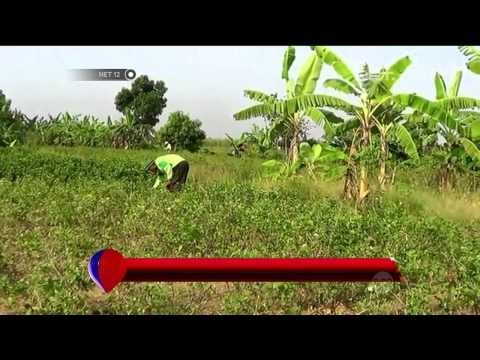 Musim kemarau membawa berkah para petani bunga melati di Batang - NET12