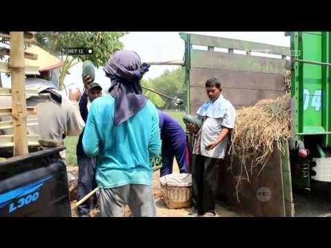 Petani semangka di Jombang meraup untung besar di musim kemarau - NET12