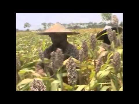 Sorgum Jadi Makanan Alternatif Selain Nasi dan Gandum -NET5