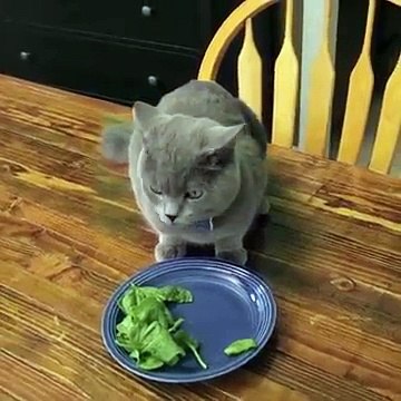 Ce chat s'apprête à manger des épinards...ce qu'il fait quand son maître arrive dans la pièce est hilarant!
