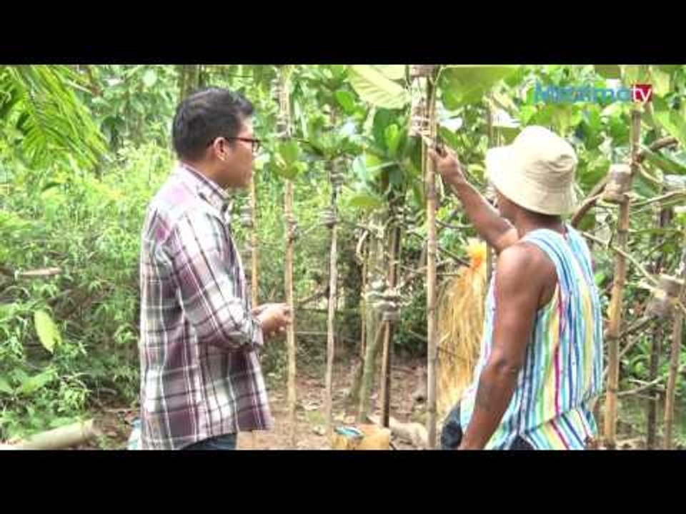 ပိႏၷဲပင္စုိက္ပ်ဳိးျခင္း အပုိင္း (၁)