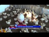 Peternak Ayam di Brebes Merugi Saat Musim Kemarau -NET12