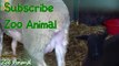 Sheep and lambs happy in his house on farm - Farm animals video for Ki