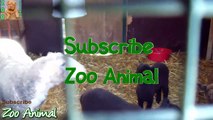 Sheep and lambs happy in his house on farm - Farm animals video
