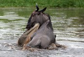 crocodile attacks and kills impala, wildebeest -national geographic animals documentary,