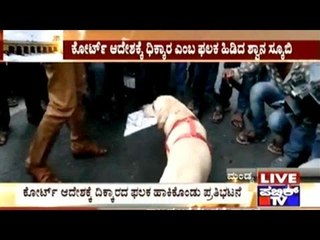 Mandya: Dog Supports Cauvery Protest !!!