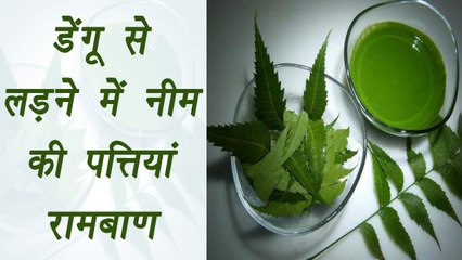 Neem leaves to prevent Dengue in Monsoon; 5 Ways | डेंगू से बचने में नीम की पत्तियों का यूं करें प्रयोग  | Boldsky