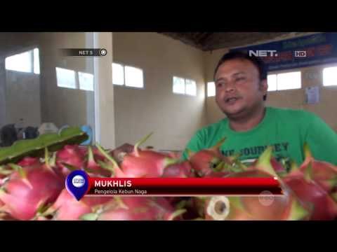 Jelang imlek, panen buah naga - NET5