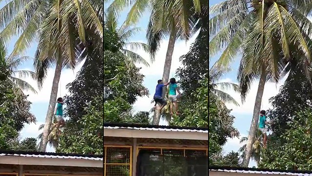 Un abruti voulait simplement se cueillir des noix de coco