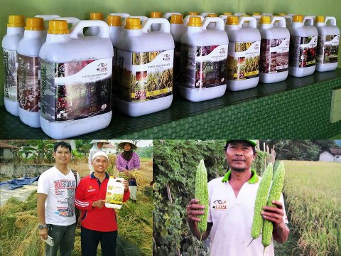 0812-2400-2400 (TSEL ),Obat Tanaman Pepaya