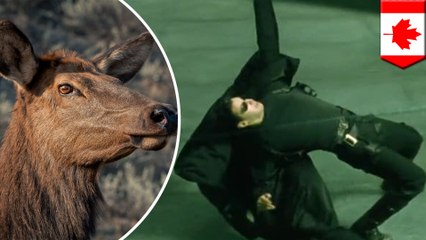 Older female elk adapt to hunters and become ‘virtually bulletproof’