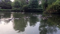 Petit chien drôle qui nage derrière des oies dans un lac