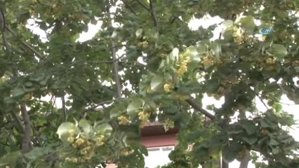 Ataşehir'de Ihlamur Festivali Düzenlendi