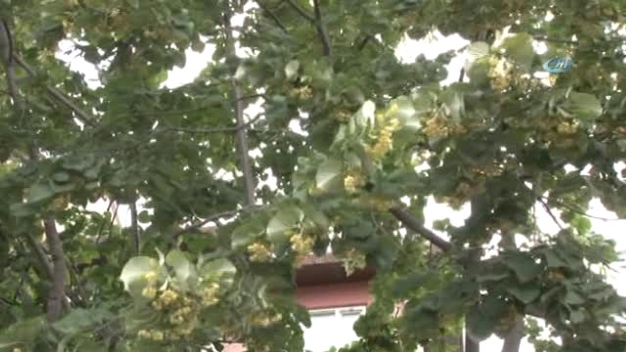 Ataşehir'de Ihlamur Festivali Düzenlendi