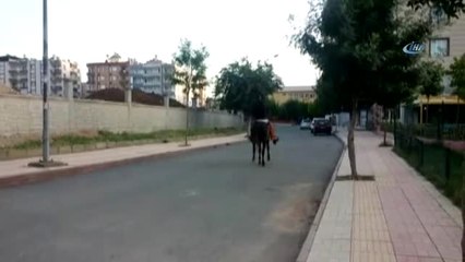 Ağabeyi ile 400 Yıllık Ata Mesleği Olan At Yetiştiriciliğini Yaşatmaya Çalışıyorlar