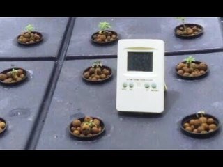 Marijuana venduta agli studenti della "Torino bene", tre arresti (19.06.17)