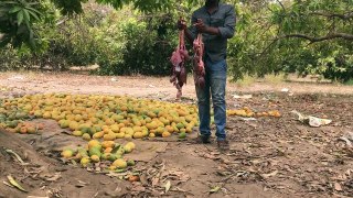 Cooking the Pluck of a Goat - Cooking Heart, Kidney and liver Fry for Hard Working People