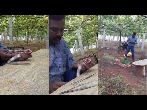 Cobra Bites Snake Expert Who Rescued It While Being Stuck In A Net