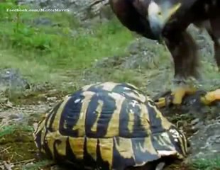 Cuộc chiến thiên nhiên: Hạnh phúc cho 2 mẹ con đại bàng và buồn cho chú rùa