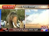 Mysore: Dasara Elephants Nervous During Explosive Rehearsals