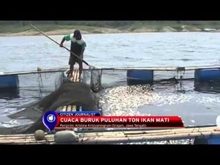 Puluhan Ton Ikan di Waduk Kedung Ombo Mati Mendadak -IMS